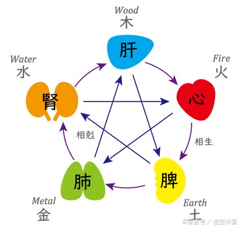 肝心脾肺腎木火土金水|中医蕴含的五行学说，五脏之间的关系